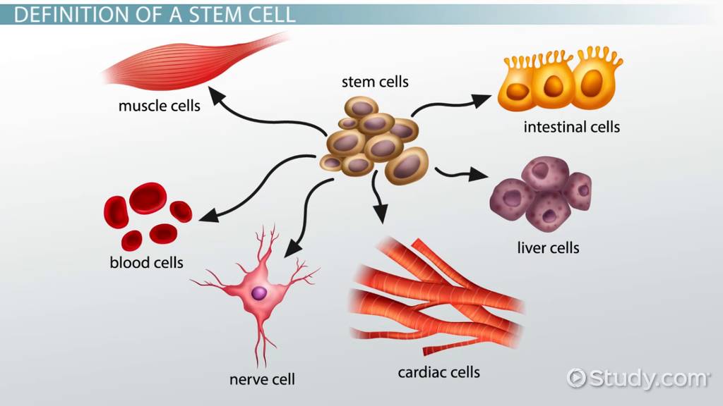 two examples of stem cells working in adults explained