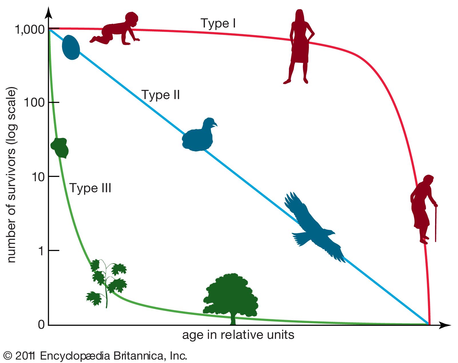 type 1 2 and 3 survivorship curves explained