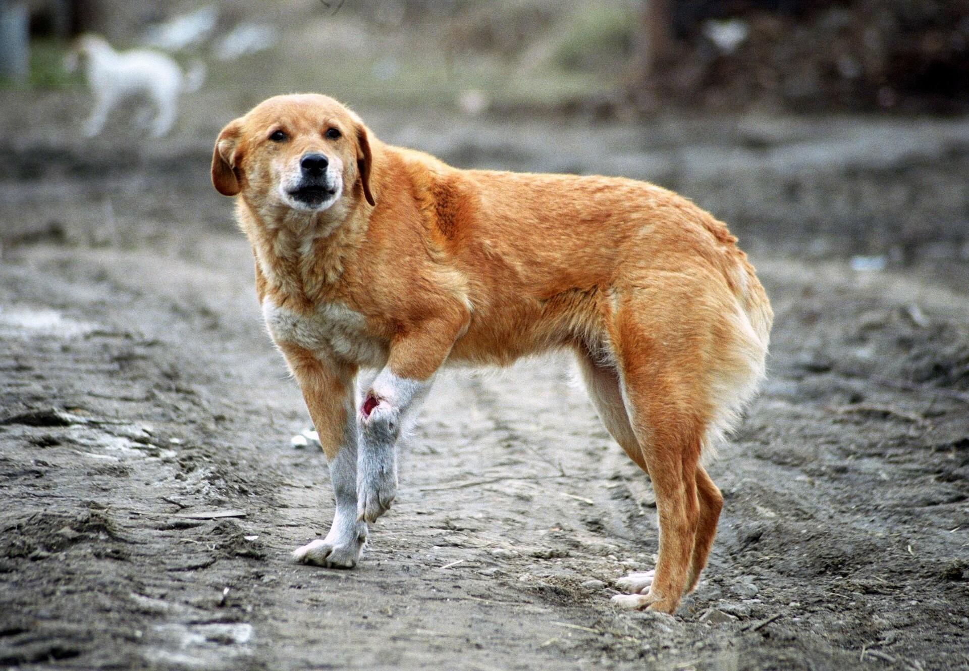 types of animal cruelty and their impact