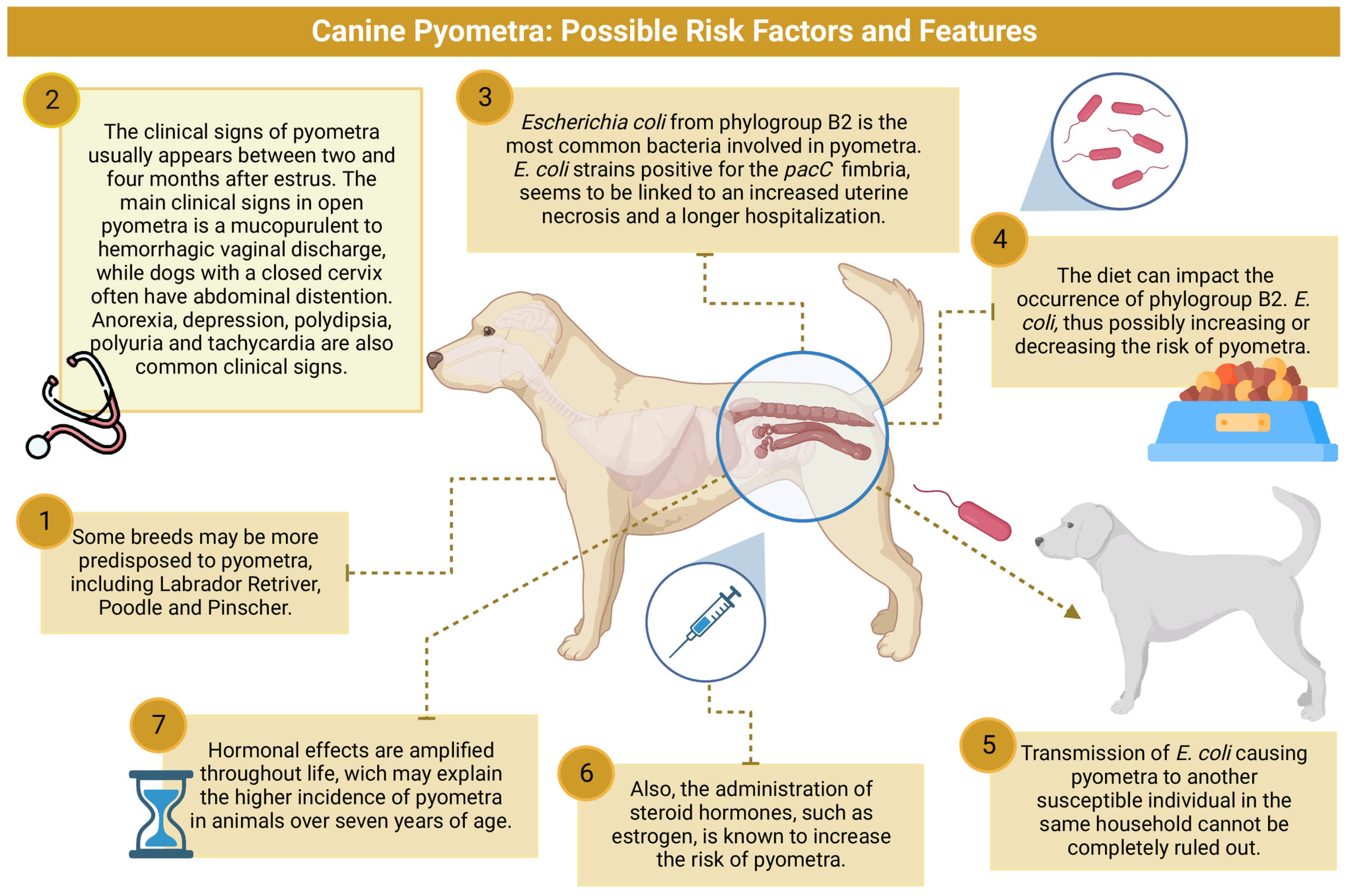 types of bacterial infections in dogs key examples explained