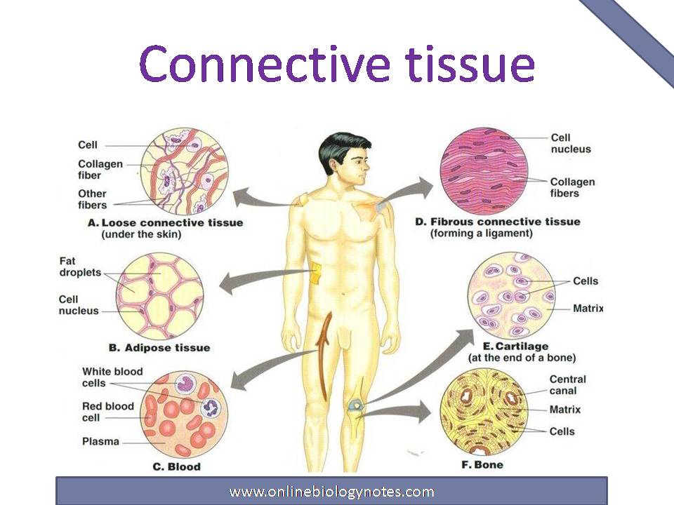 types of connective tissue and their functions