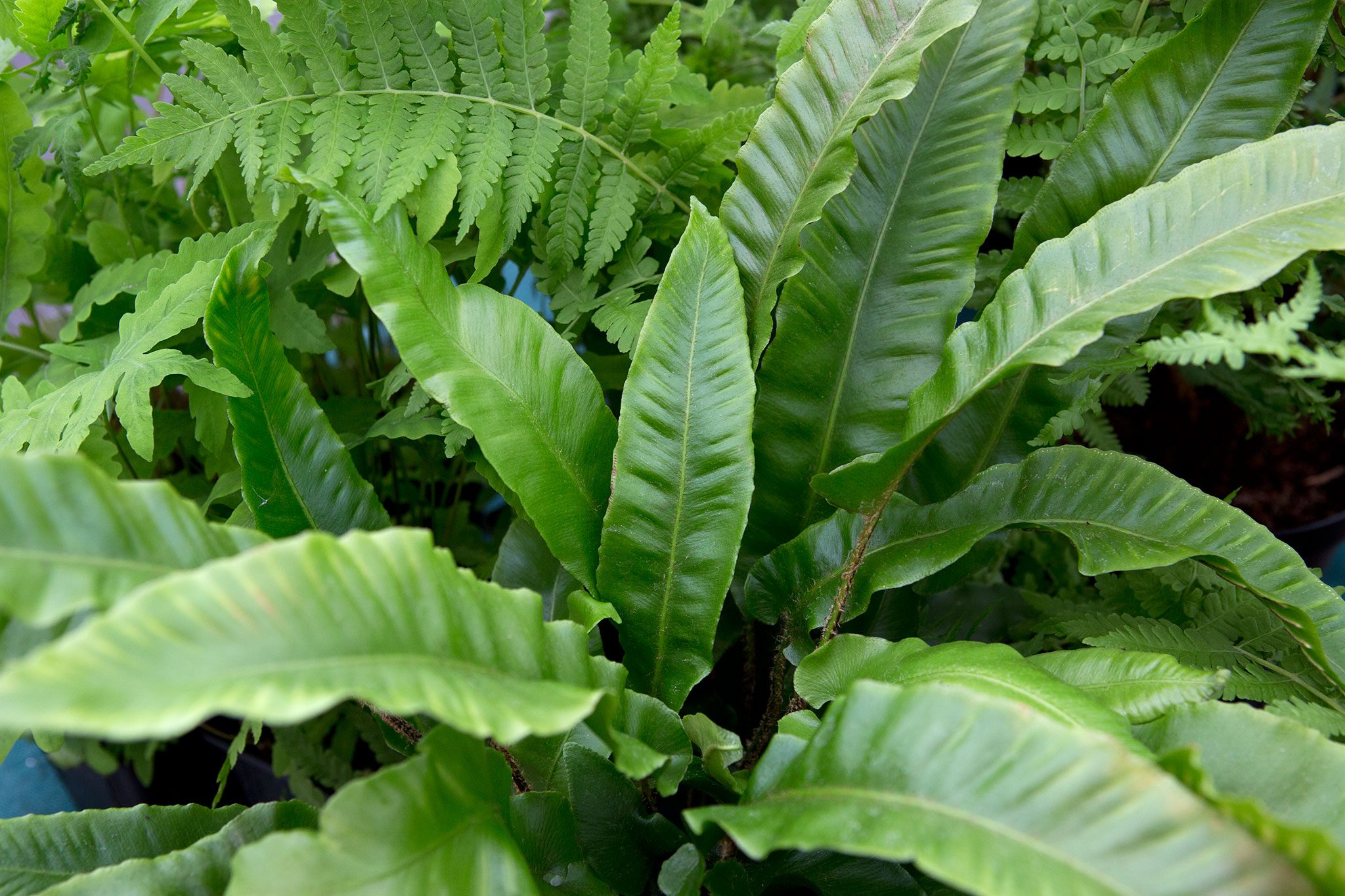 types of ferns to enhance your garden and home