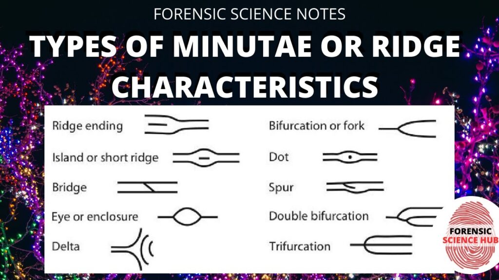 types of fingerprints key characteristics and examples