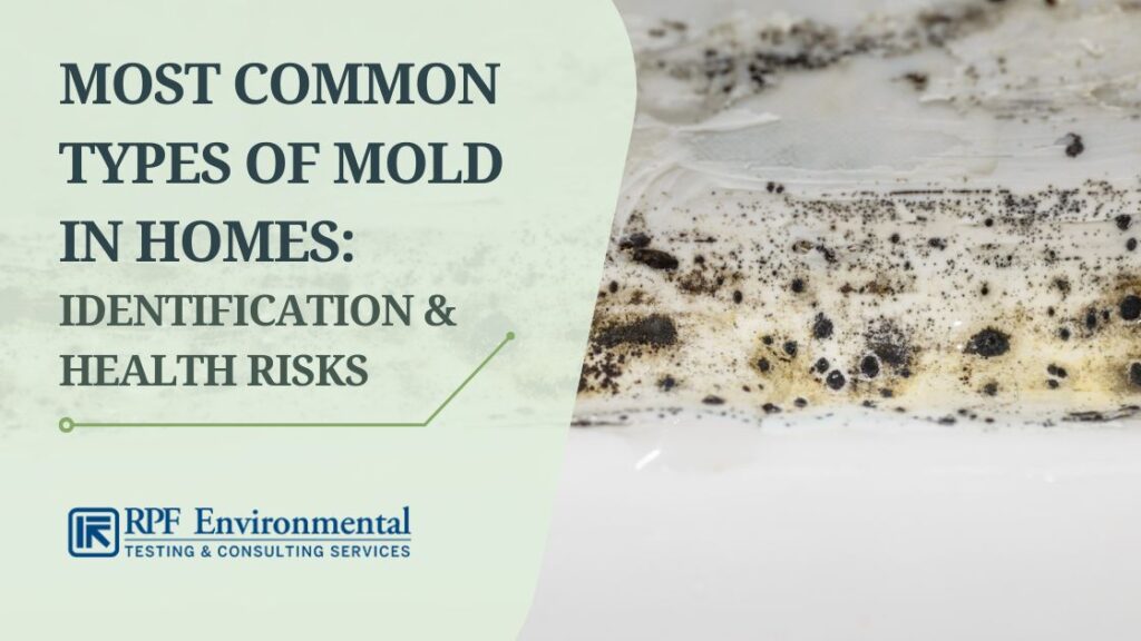 types of mold found in homes and their risks