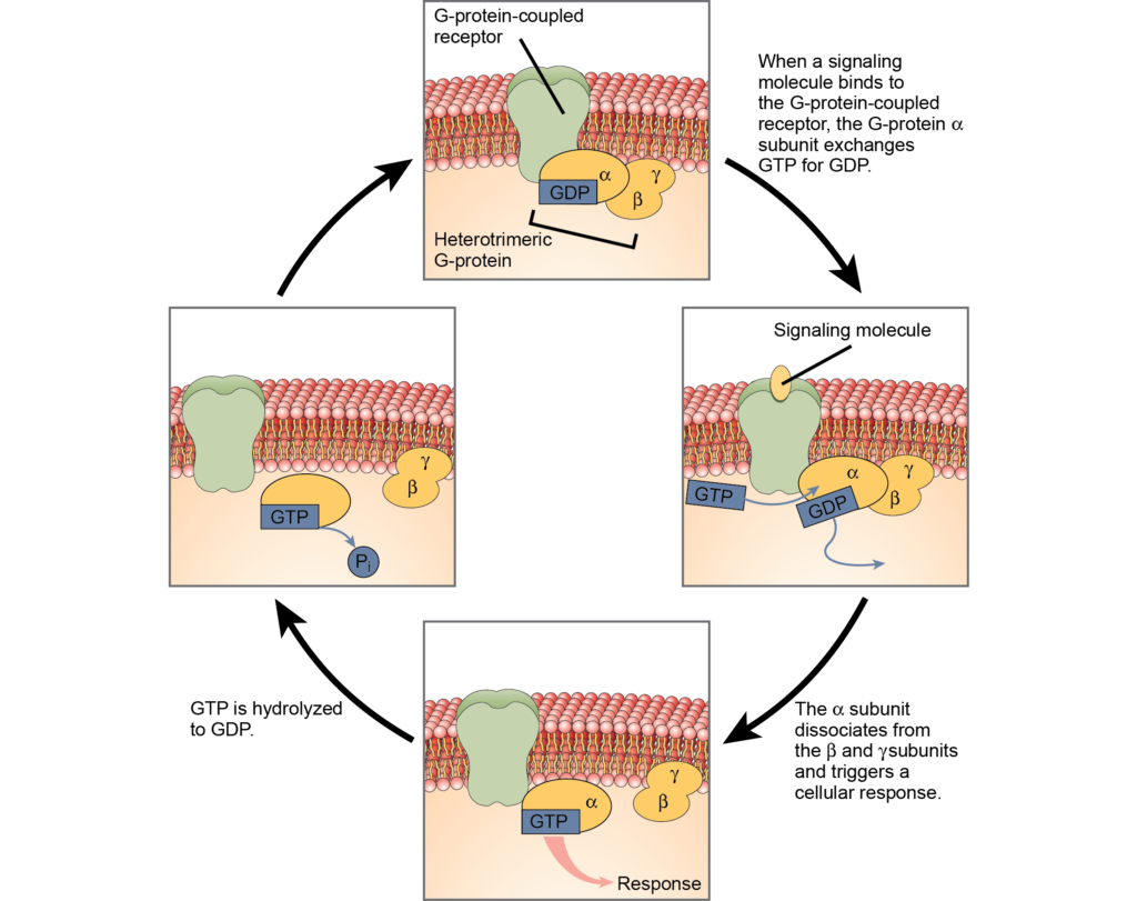 types of receptors in the human body