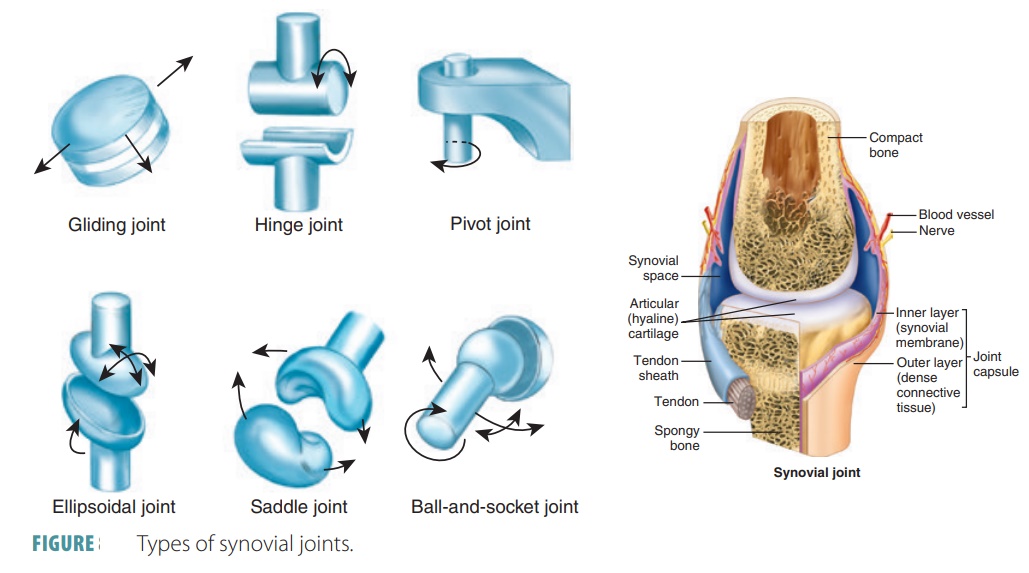 types of synovial joints and their functions