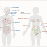 unbroken skin and mucus key examples of immunity