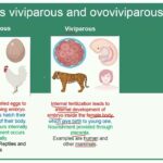 Viviparous, Oviparous, Ovoviviparous Examples Explained viviparous oviparous ovoviviparous examples explained
