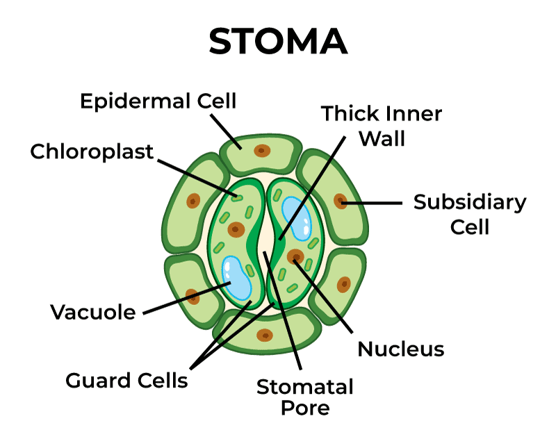 what are stomata key examples and functions