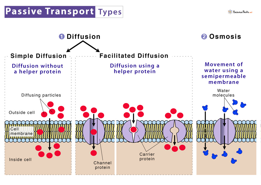 what are three types of passive transport