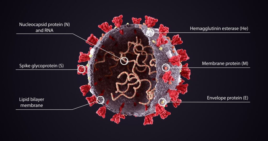 what are virulence factors key examples