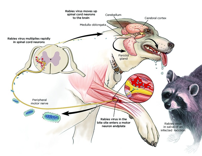 what causes rabies in animals key factors