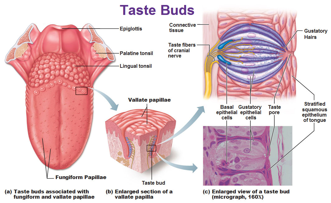 what do taste buds look like a closer look at their structure