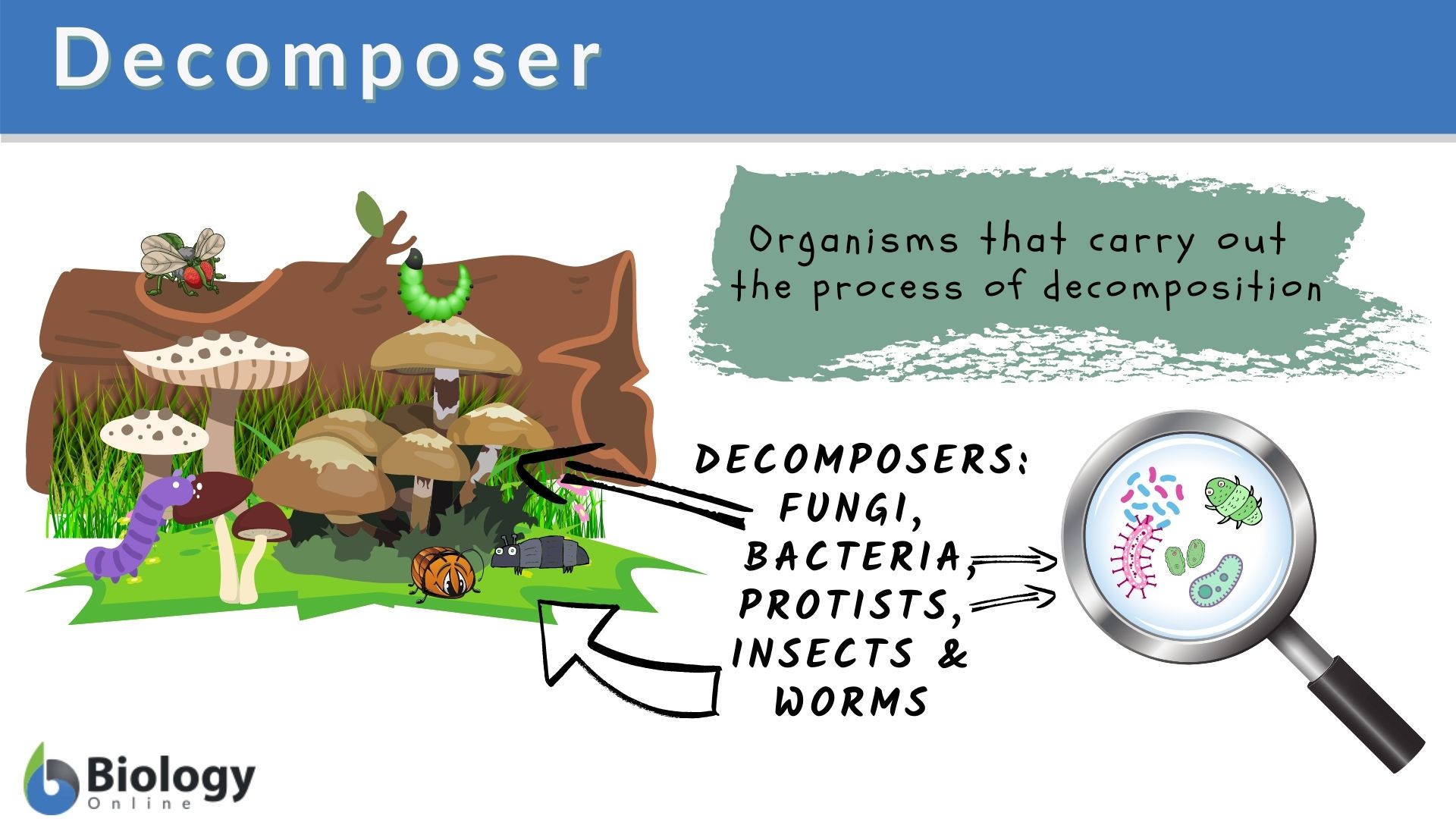 what does a decomposer do in ecosystems