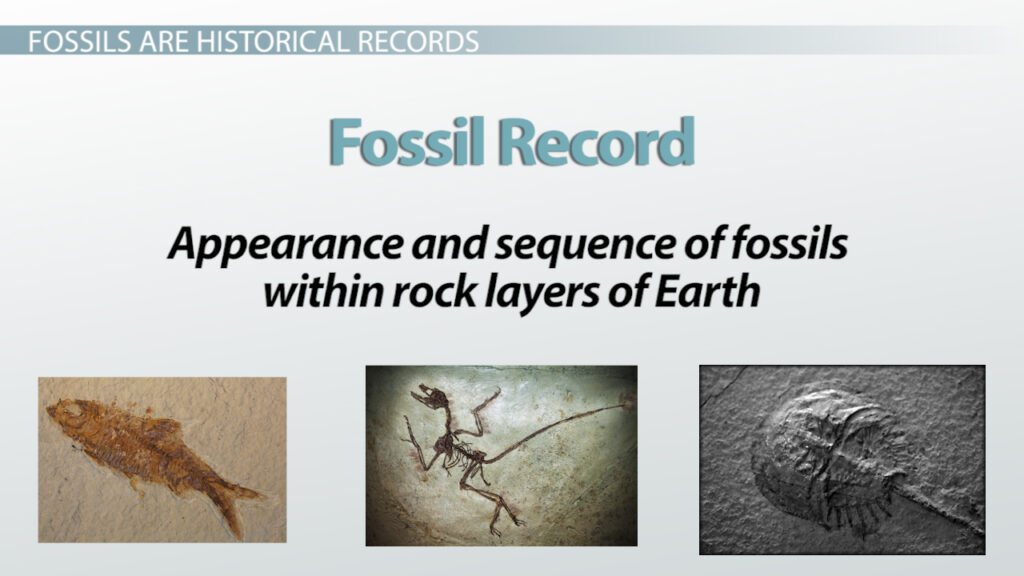 what does the fossil record document key examples explained