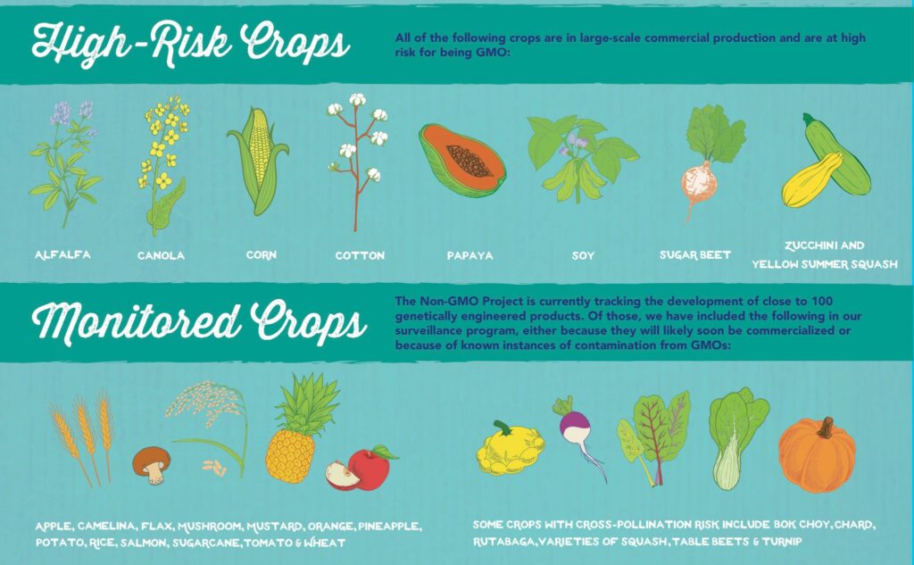 what foods are gmo common examples you should know