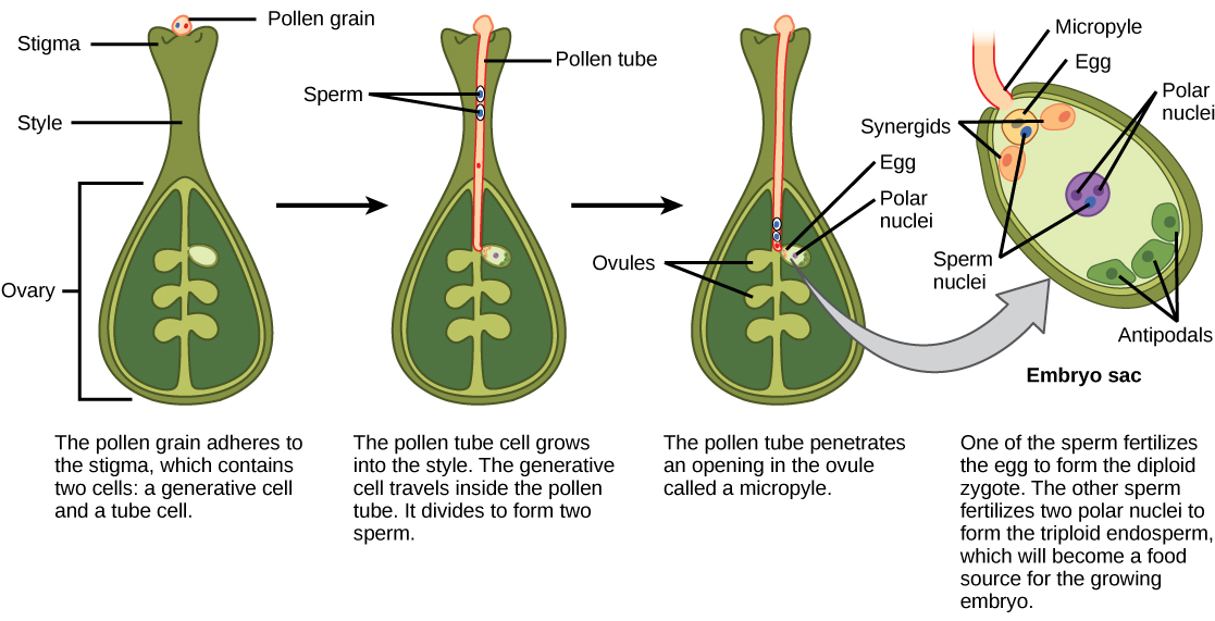 what happens in a plant after pollen reaches the pistil