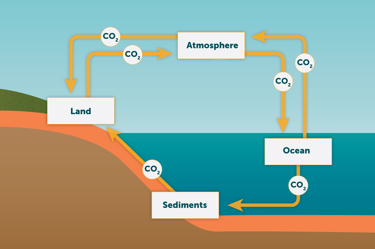 what is a carbon sink key examples and their importance