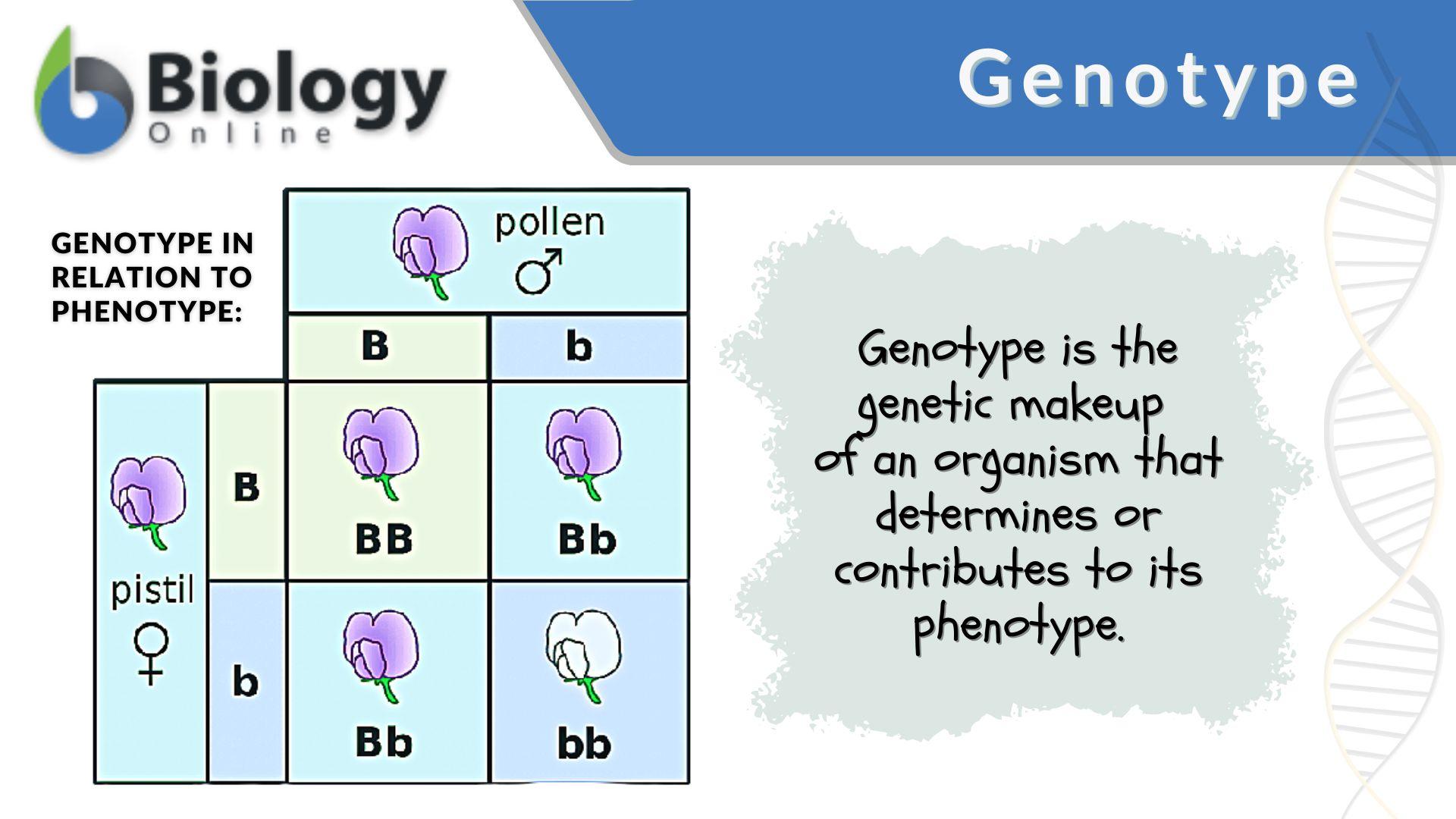 what is a genotype key examples explained