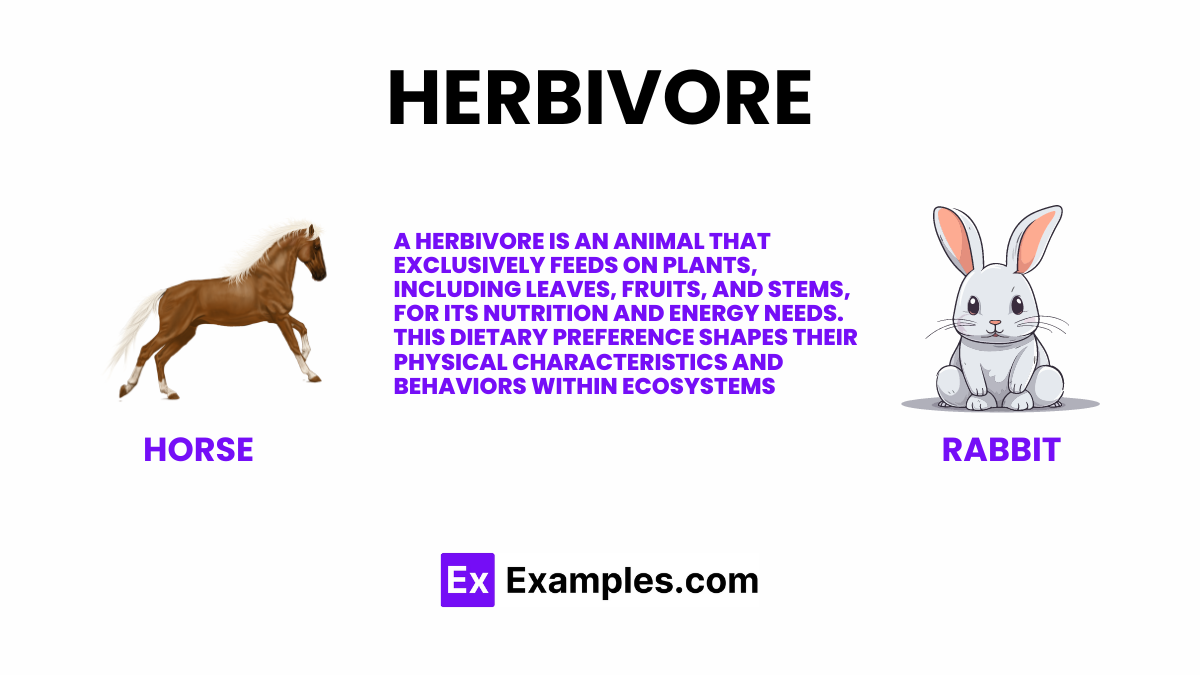 what is a herbivore key examples explained