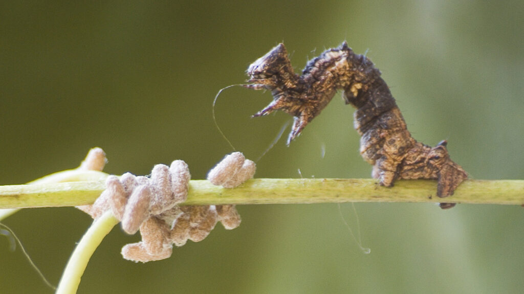 what is a parasite examples and impact