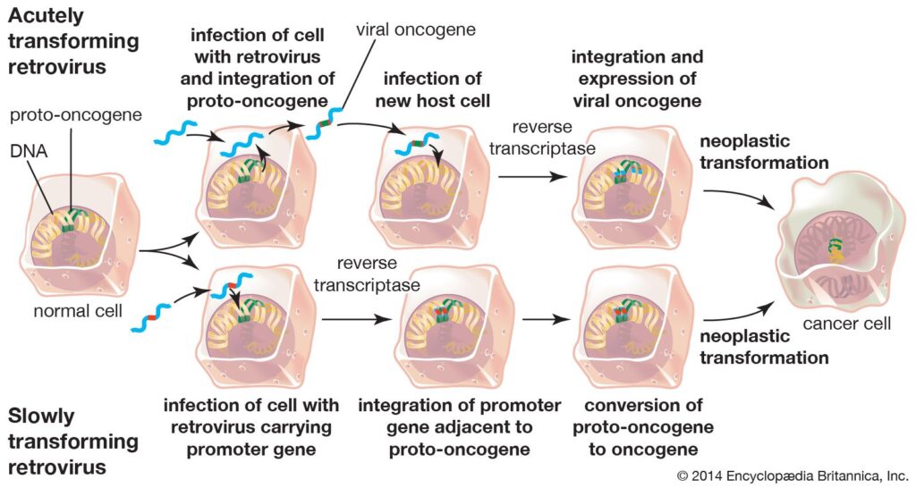 what is a retrovirus key examples explained