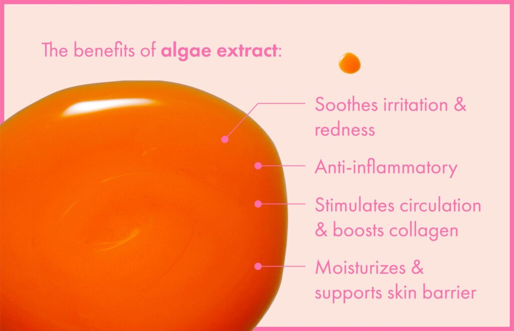 what is algae key examples and benefits