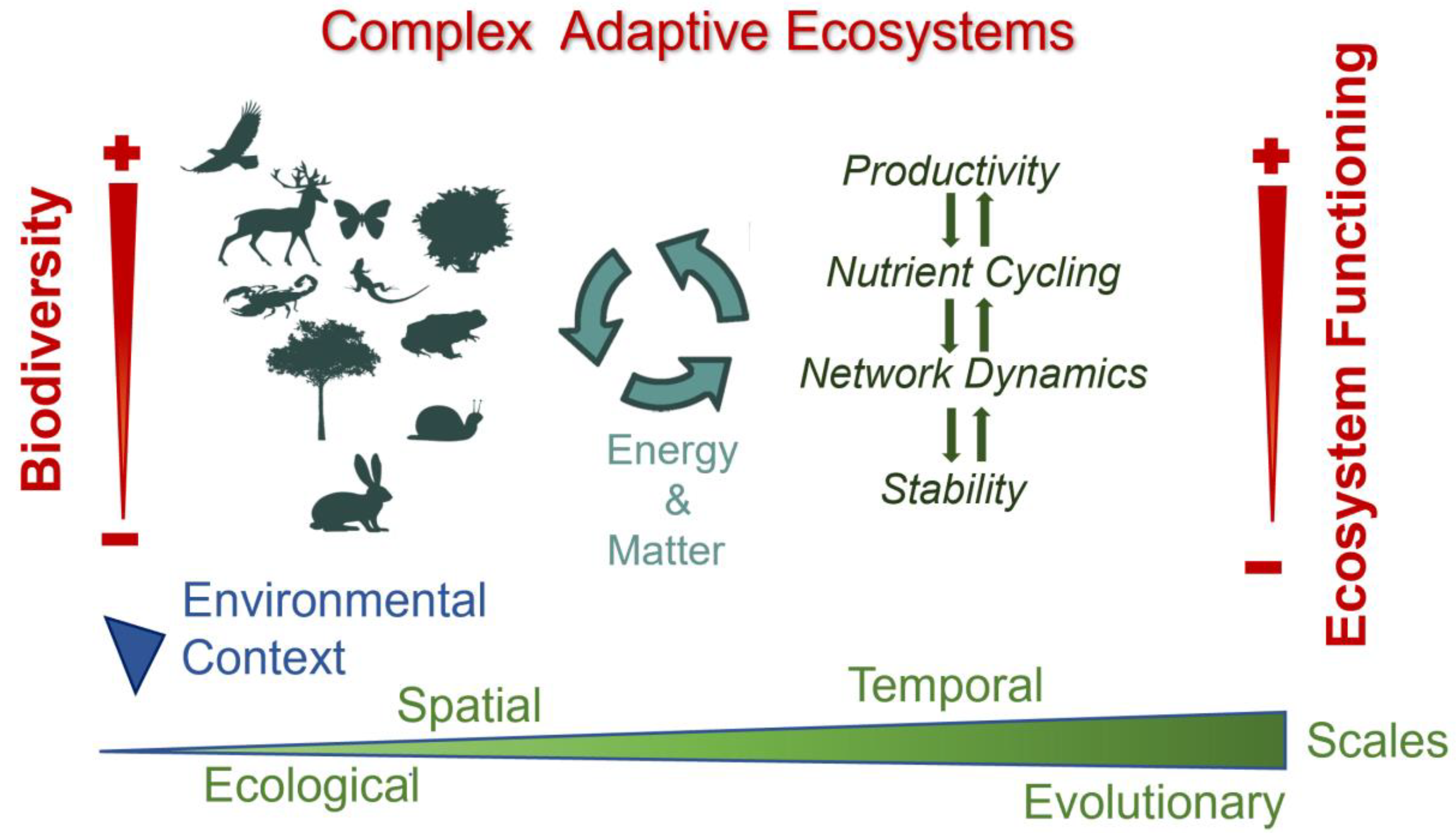 what is biodiversity key examples and insights