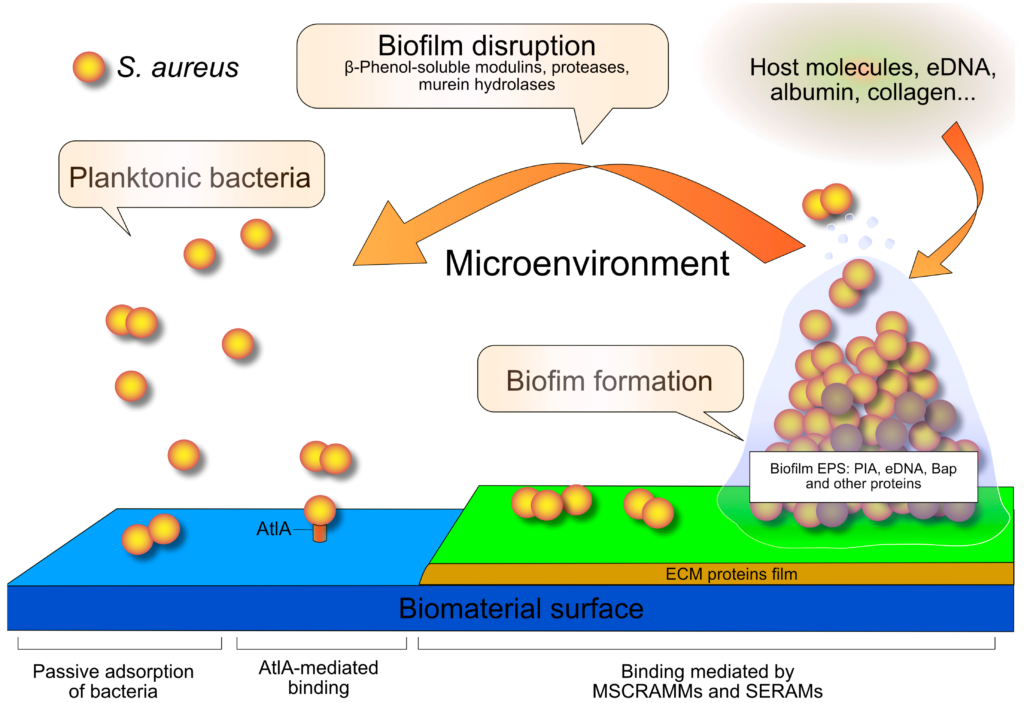 what is biofilm key examples and insights