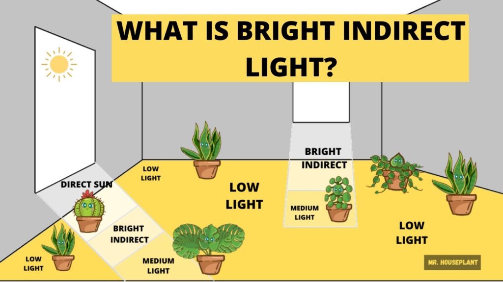 what is bright indirect light for plants
