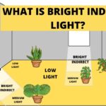 What Is Bright Indirect Light for Plants what is bright indirect light for plants