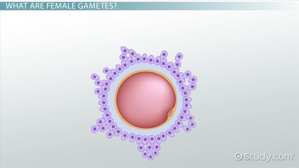 what is female sperm called understanding female gametes