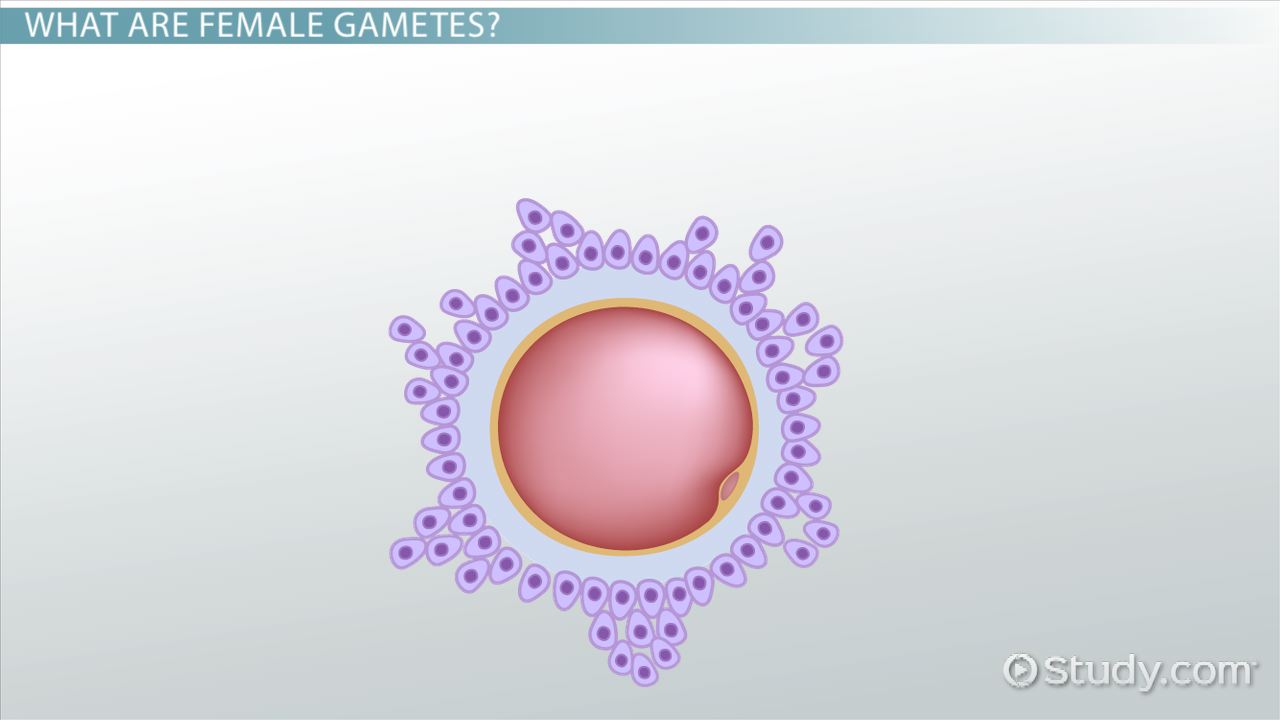 what is female sperm called understanding female gametes