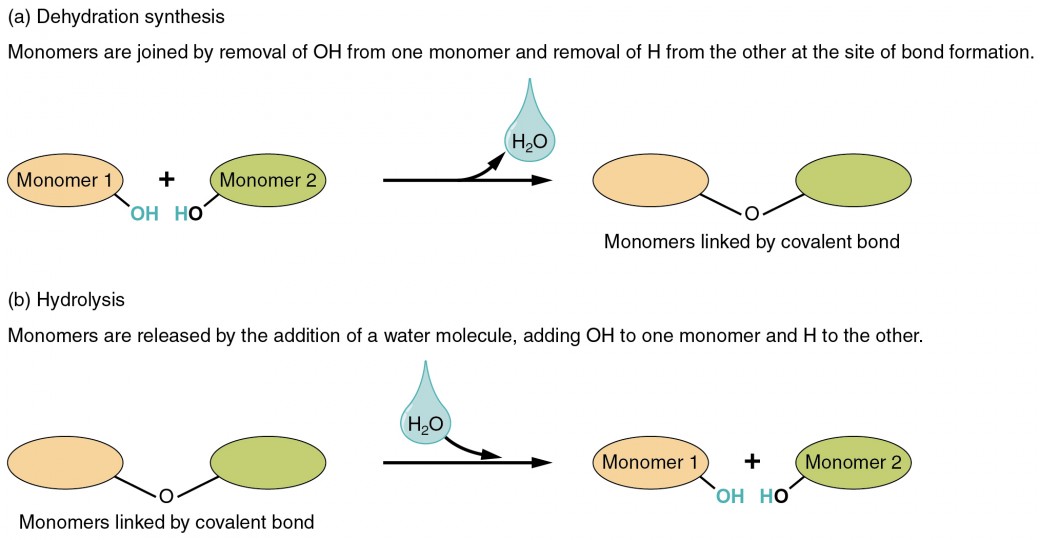 what is hydrolysis in biology key examples