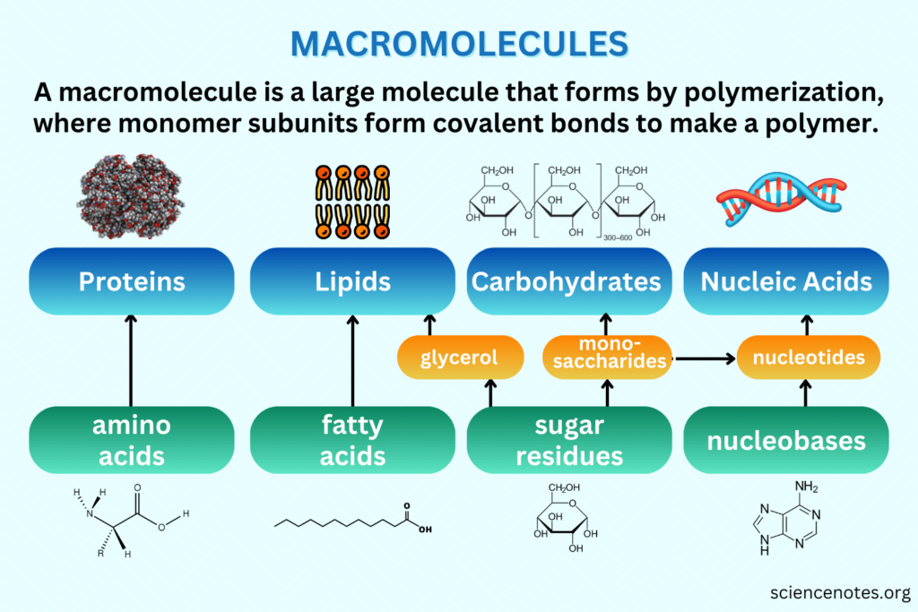 what is macromolecules key examples explained