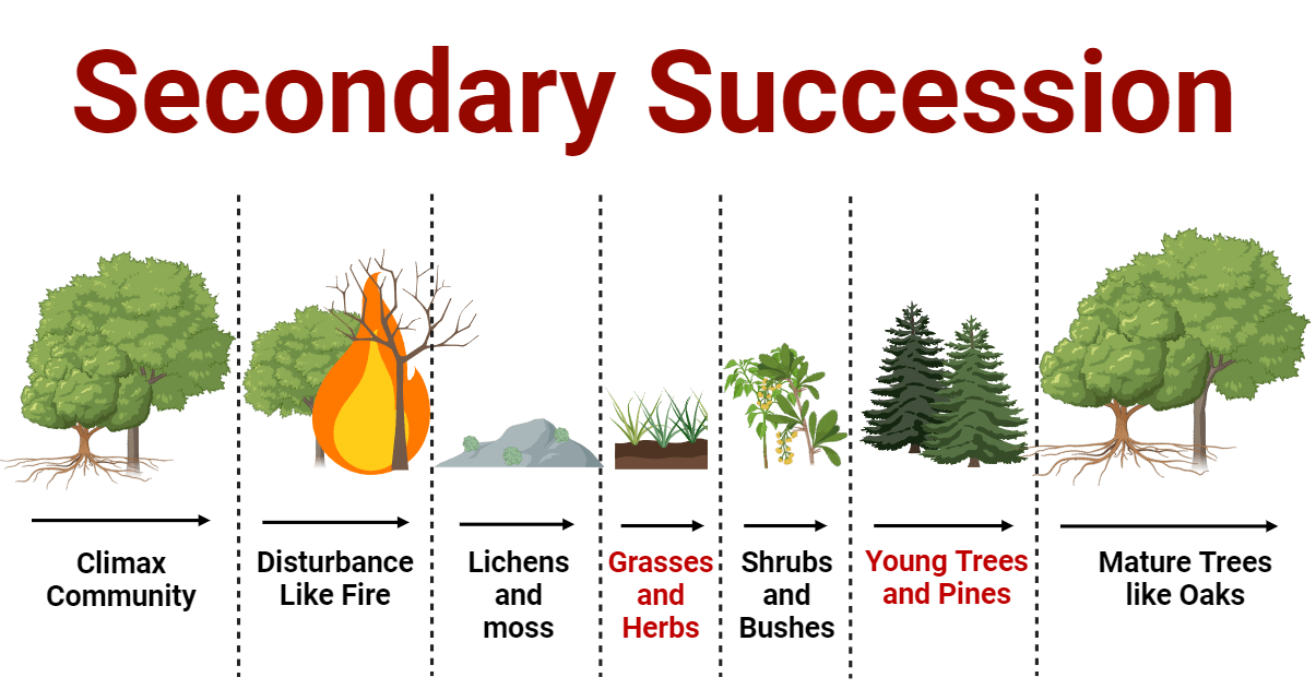 what is secondary succession key examples