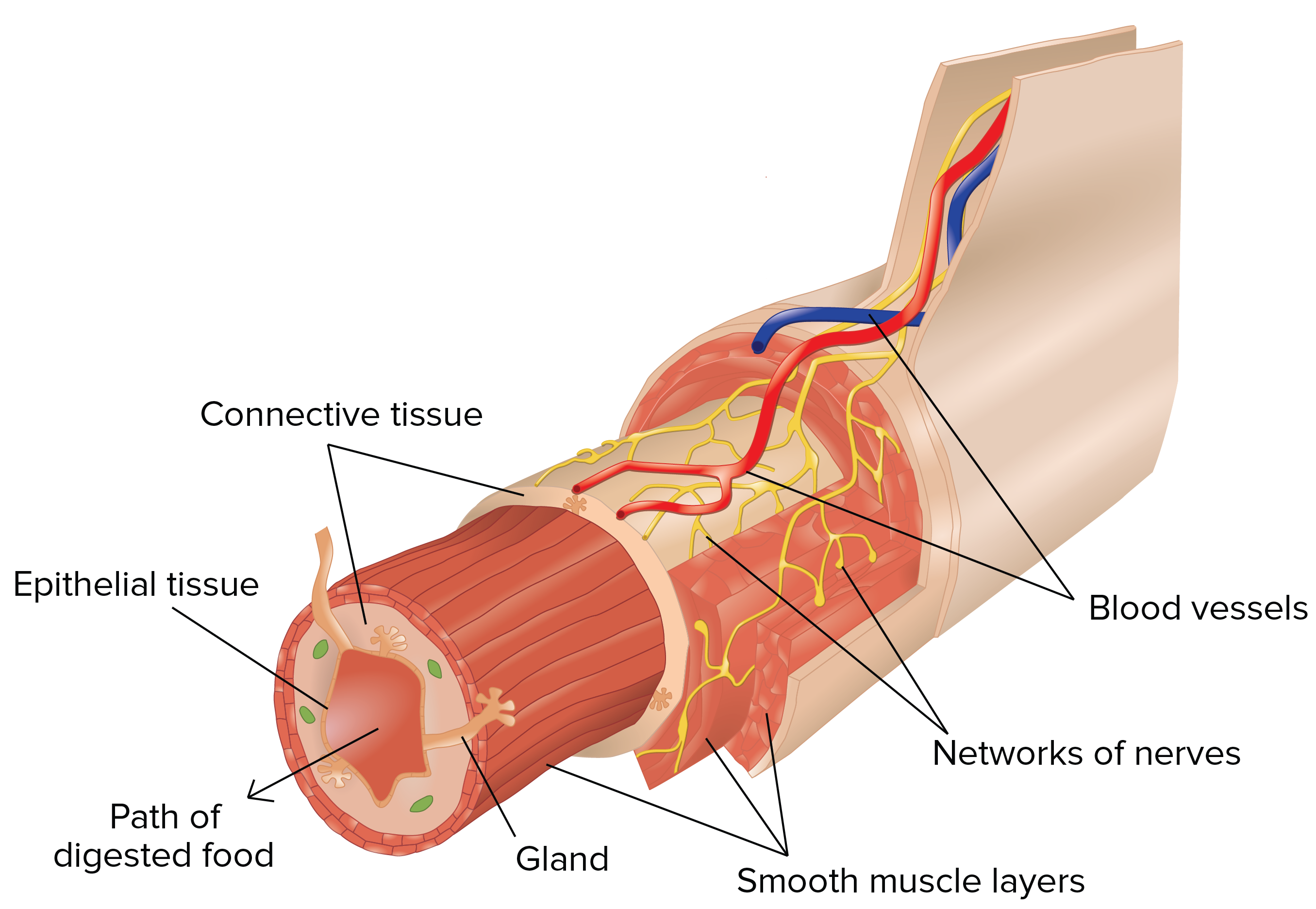what makes up muscle tissue cells to organs