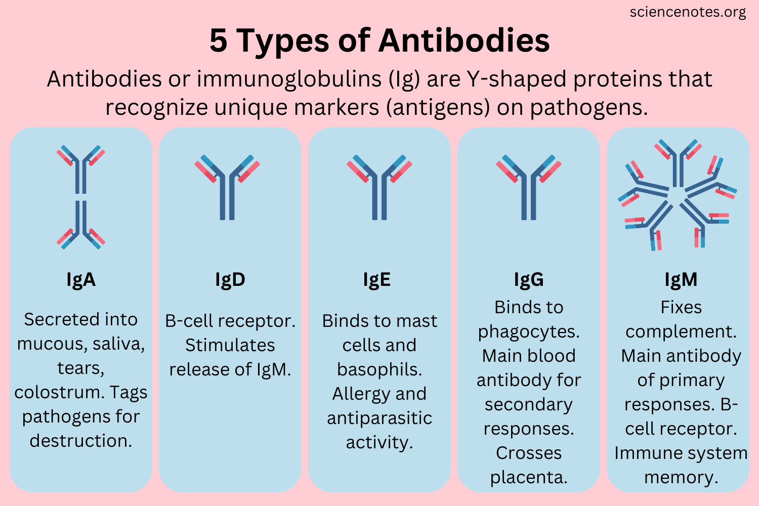 what type of immunoglobulin is the most abundant antibody