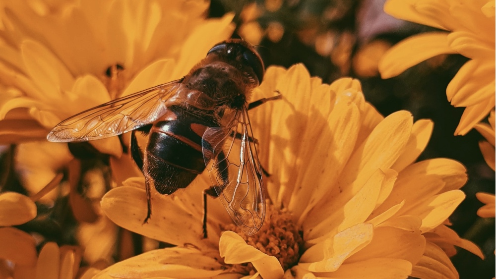what would happen if bees went extinct key impacts explained