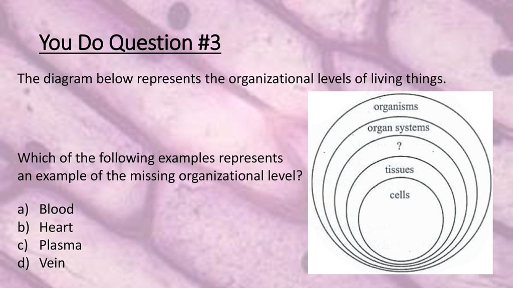 which examples represent the missing organizational level