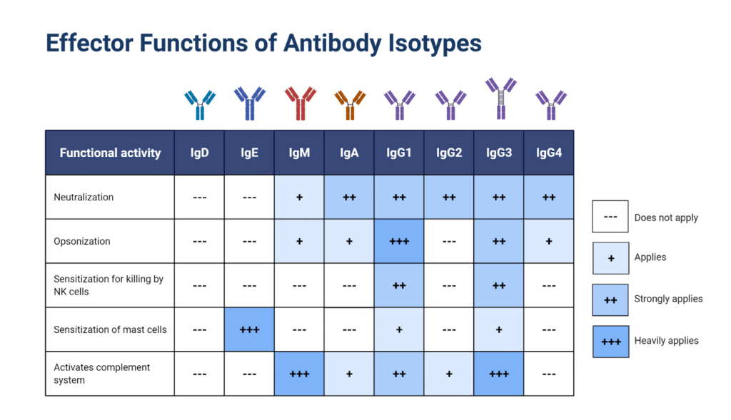 which immunoglobulin is not a class of antibody