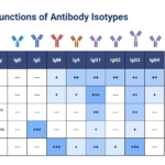 Which Immunoglobulin Is Not a Class of Antibody? which immunoglobulin is not a class of antibody