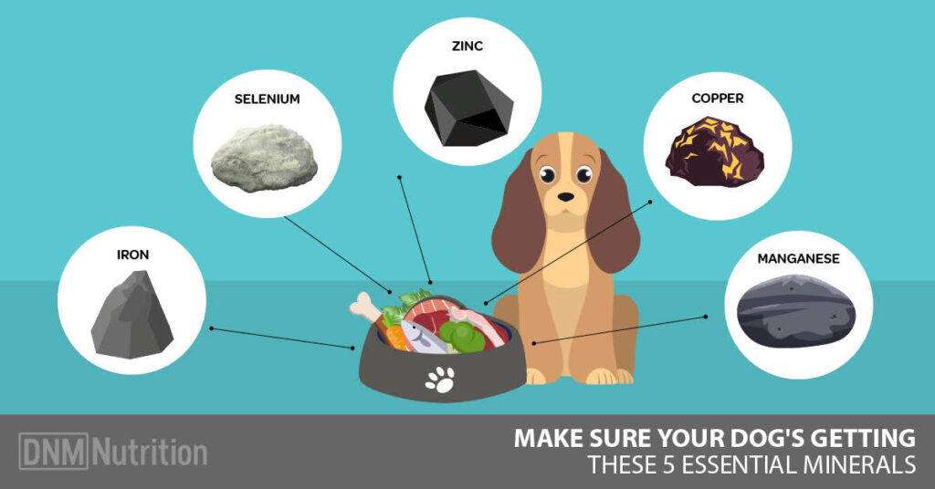 which minerals should be fed in larger amounts for animals