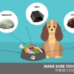 Which Minerals Should Be Fed in Larger Amounts for Animals? which minerals should be fed in larger amounts for animals