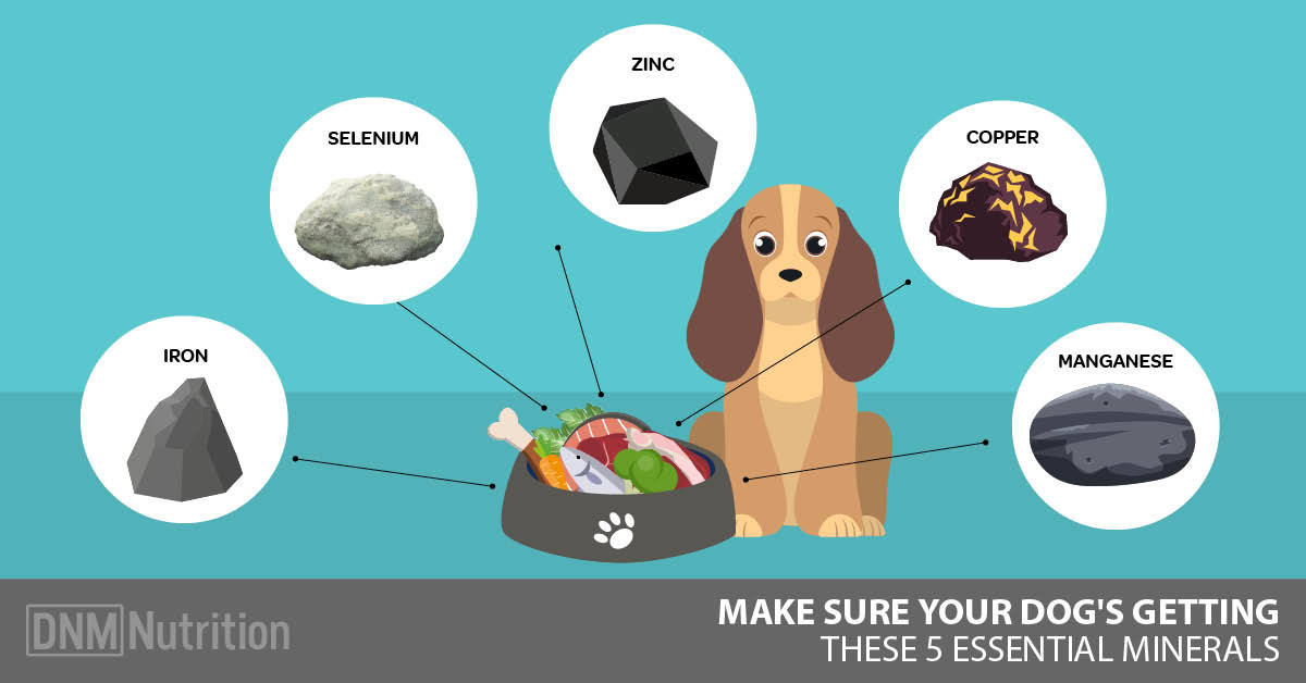 which minerals should be fed in larger amounts for animals