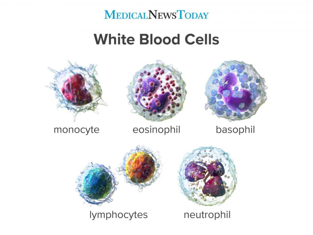 white blood cells types and functions explained