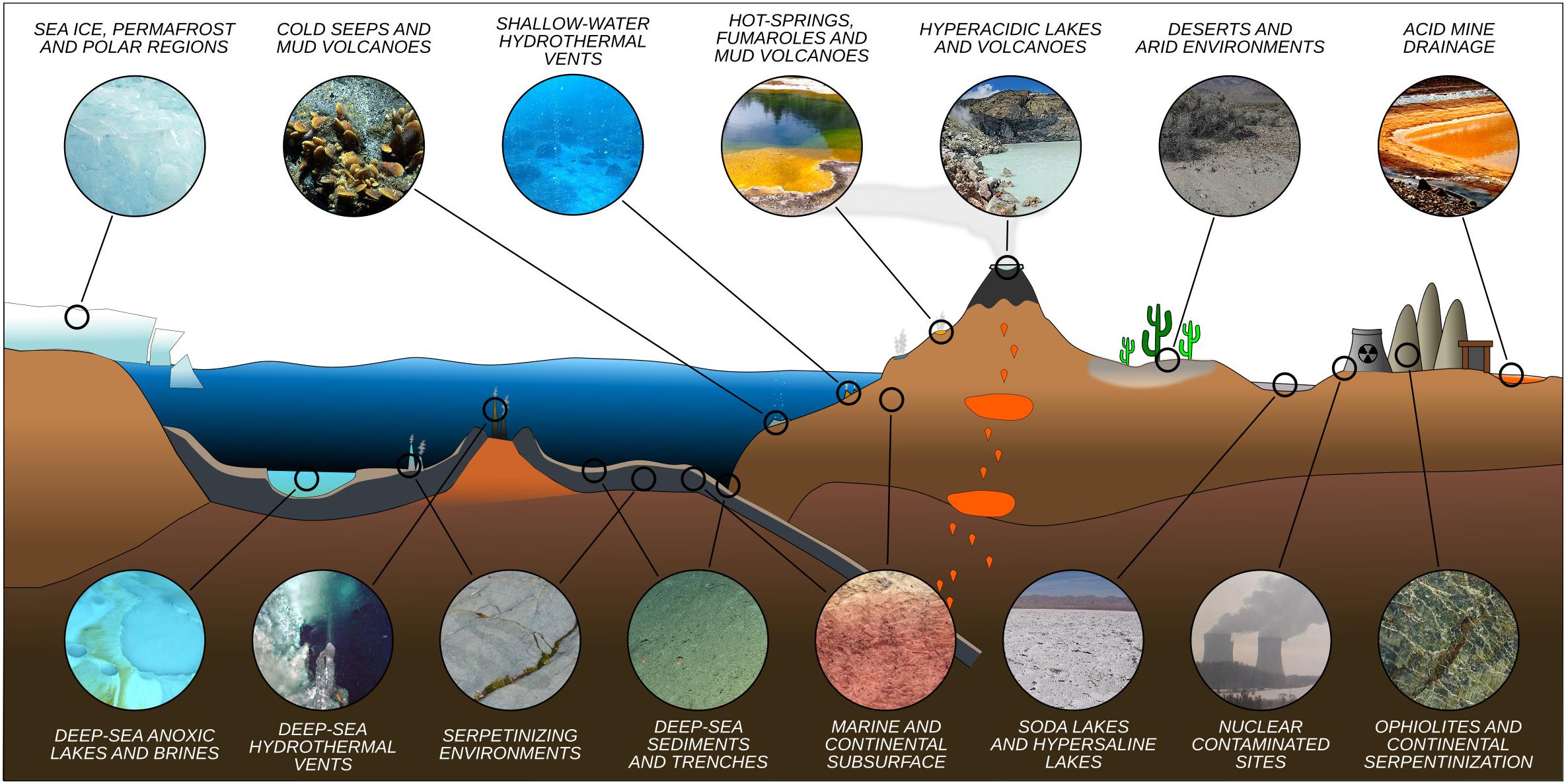 why many archaea are examples of extremophiles explained
