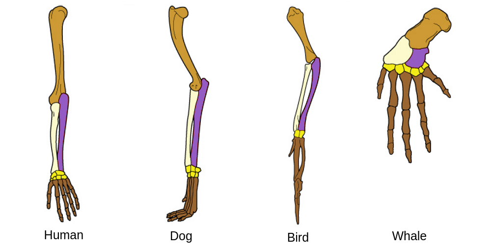wing of a bird and arm of a human as examples of evolution