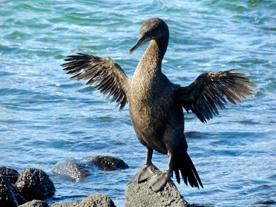 wings of flightless cormorants are examples of evolution